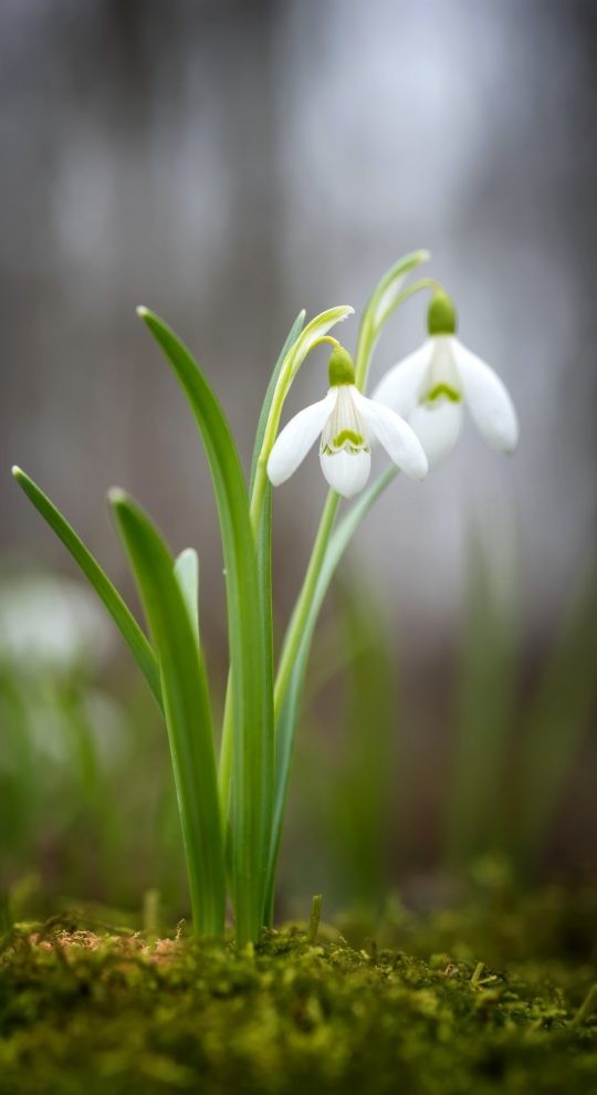 Snowdrop spring flowers